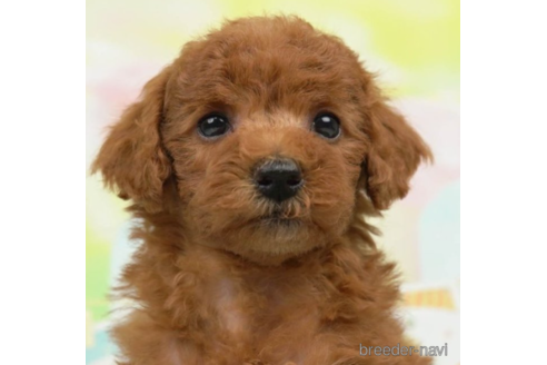 成約済の千葉県のトイプードル-225163の4枚目